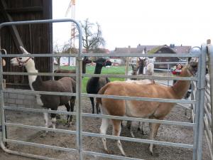 Lamas kurz nach Ankunft